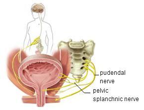 The nerves in the bladder alert a person when it s times to urinate, or empty the bladder.