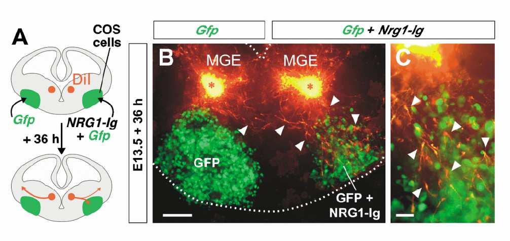 ECTOPIC EXPRESSION OF NRG1-Ig REDIRECTS THE MIGRATION OF MGE-DERIVED CELLS IN SLICE CULTURES Coronal slice through the telencephalon with cell aggregates formed
