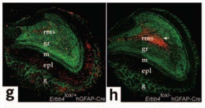 centre of OB, near the region where the RMS ends, is consistent with the concept that in the absence of ErbB4 signalling, migrating neuroblasts may have additional deficits in