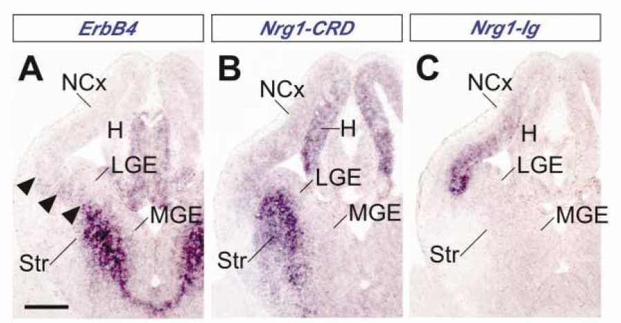 Complementary expression of Nrg1 isoforms and ErbB4 in the developing telencephalon during the period of interneuron migration to the cortex (E 13.