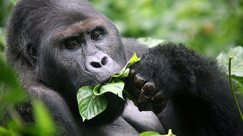 GORILLA DIET Gorillas are largely vegetarians, most