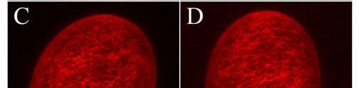 (A) In WT Col-0 pollen, actin filaments were uniformly
