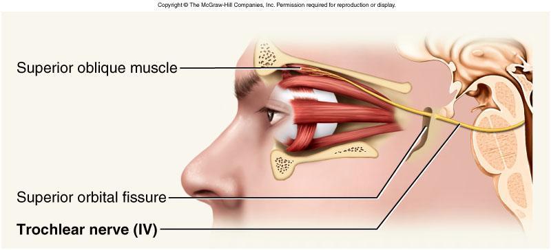 Trochlear Nerve IV GSE Eye movement (superior oblique muscle)