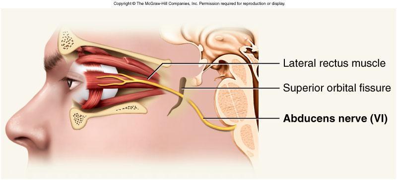 Abducens Nerve VI (GSE) Provides eye movement (lateral rectus m.