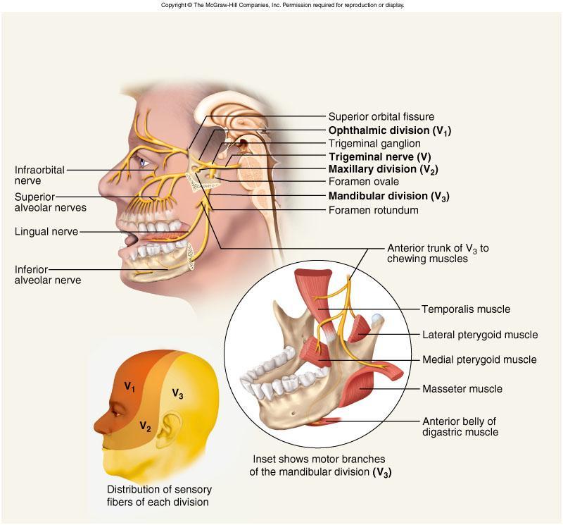 Trigeminal Nerve V GSA SVE Ophthalmic branch sensations from nasal cavity, skin of forehead, upper eyelid, eyebrow, nose Maxillary branch sensations from lower eyelid, upper lips and gums, teeth of