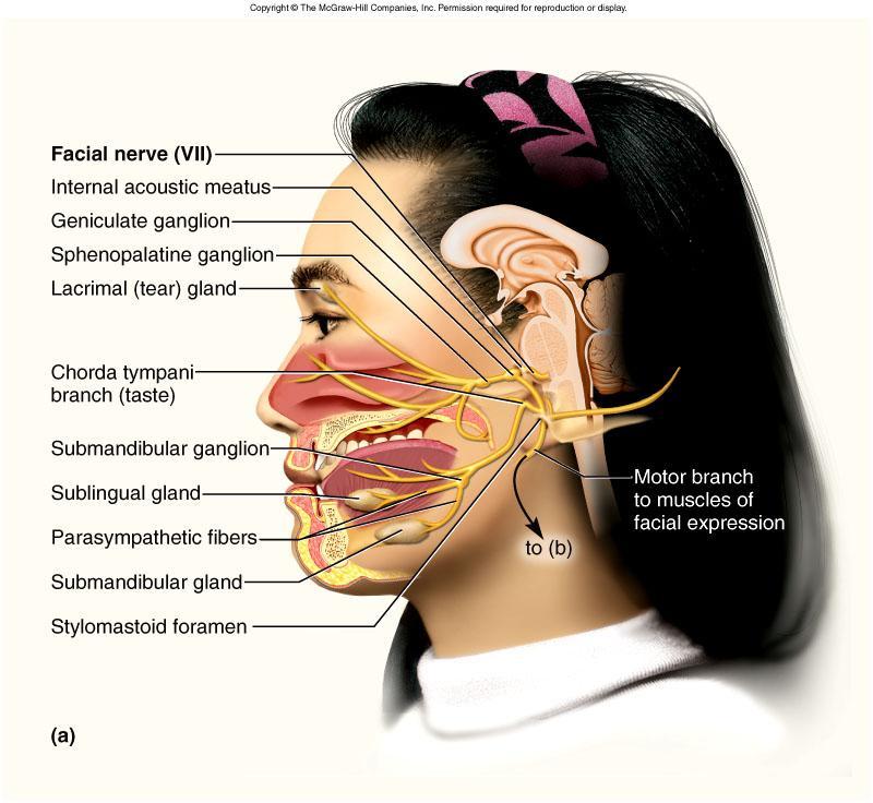 Facial Nerve VII Somatic Motor - facial expressions SVE, SVA, GVE, GSA, GVA Autonomic Motor - salivary and lacrimal glands, mucous membranes of nasal and