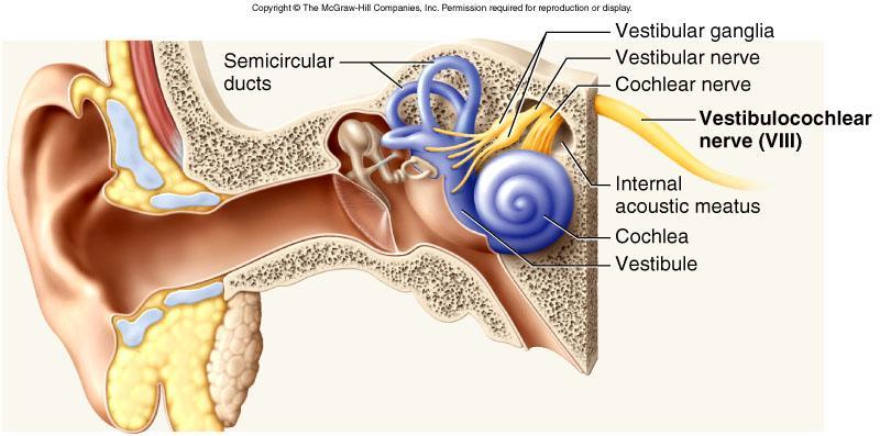Vestibulocochlear Nerve VIII Special Sensory SSA Provides hearing (cochlear branch) and sense of balance