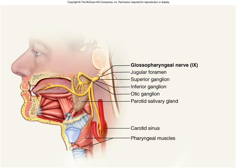 Glossopharyngeal Nerve IX Somatic motor Swallowing and voice production via pharyngeal muscle SVE, SVA, GVE, GSA, GVA Autonomic motor -