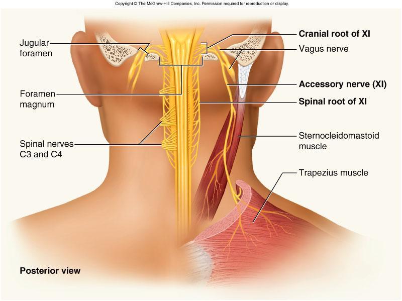 Accessory Nerve XI Cranial SVE (X) Spinal GSE Swallowing, head, neck and shoulder movement via trapezius