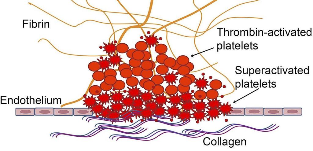 Platelets activation Platelets are stimulated to release these growth