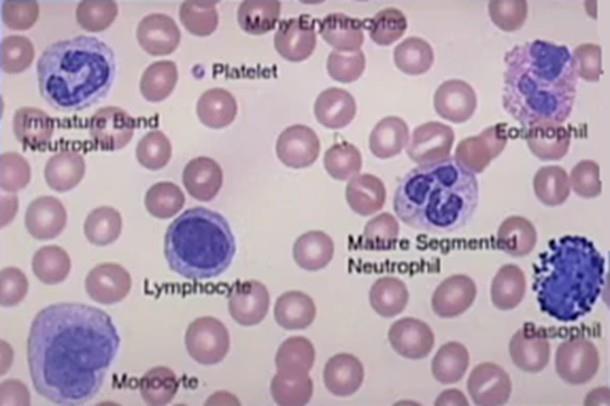 Platelet Biology