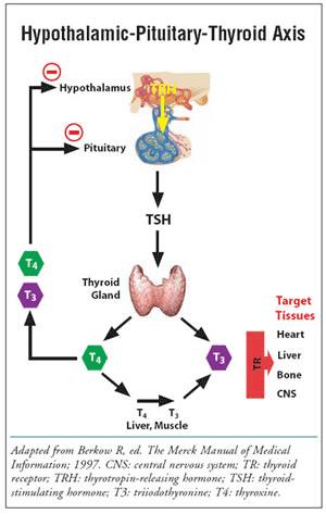Thyroid Action 1. TRH TSH 2. T3 and T4 3.