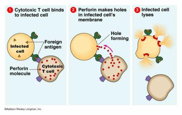 Cytotoxic T cells interact the MHC on infected cells and become activated killer cells