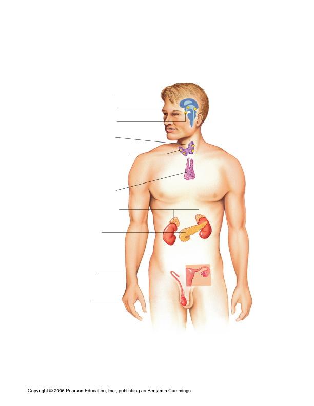 ENDOCRINE SYSTEM CLASS NOTES The endocrine system is a collection of glands that secrete hormones directly into the circulatory system to be carried toward a distant target organ.