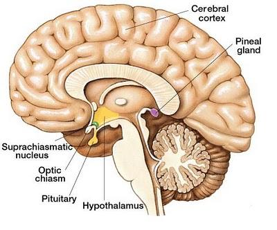 stress PINEAL GLAND Found on the ventricle of the brain Secretes o