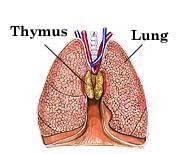 as-yet-unsubstantiated functions THYMUS Located posterior to the