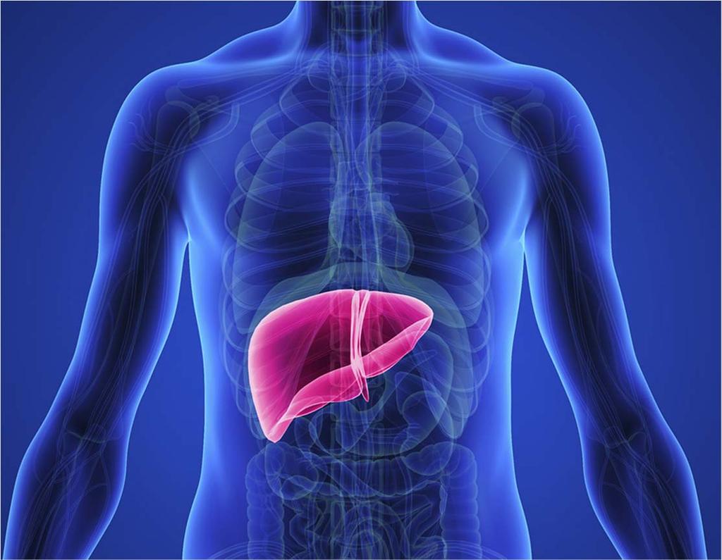 Your Liver Largest internal organ Located in the upper right side of your abdomen behind the rib cage Divided into