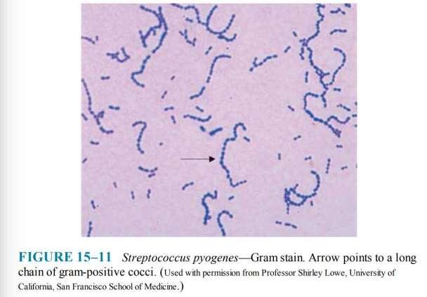 Important Properties Streptococci are Grampositive cocci arranged in chains or pairs All streptococci are catalase-negative,