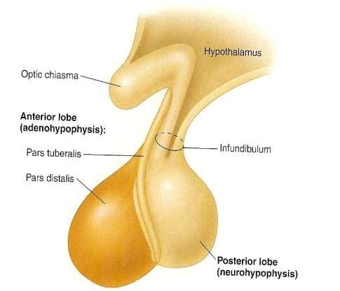 2. oxytocin 1. Contraction of smooth muscles of the uterus enhance labor. 2.
