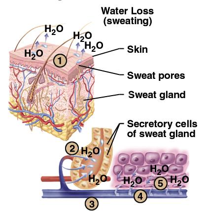 Water Loss & Fluid Balance 1) profuse sweating 2) produced by capillary filtration 3) blood volume and