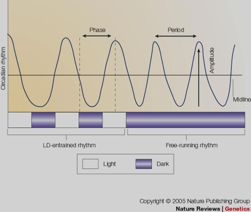 Biological rhythms - comprise biological events with 3 main features: -period (length of a given rhythm);