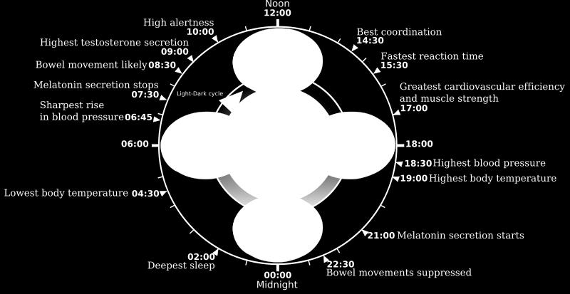 Overview of biological circadian clock in humans. Biological clock affects the daily rhythm of many physiological processes.