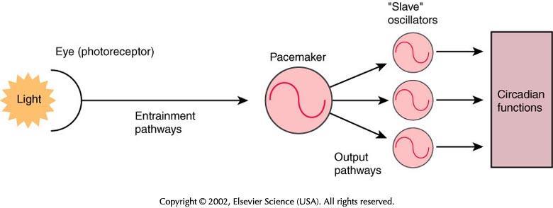 SCN is capable of communicating timing information to drive an overt rhythm retino-hypothalamic projections Circadian timing system (CTS). The control feature of the CTS is the circadian pacemaker.