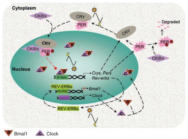 Circadian regulation of ion channels and their functions This diagram illustrates a general model of the mammalian circadian oscillator in the SCN.