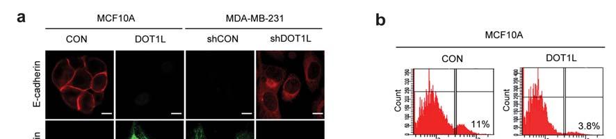 Supplementary Figures Supplementary Figure 1 DOT1L regulates the expression of epithelial and