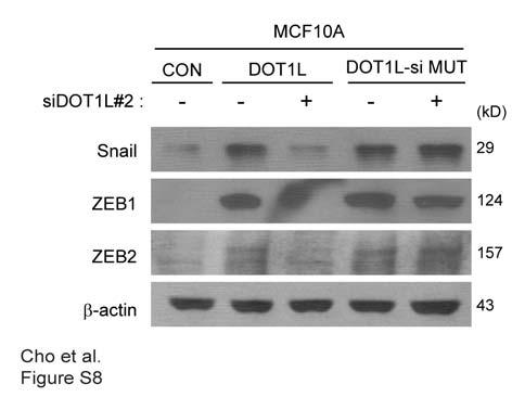 Supplementary Figure 8 DOT1L regulates EMT-TFs expression.