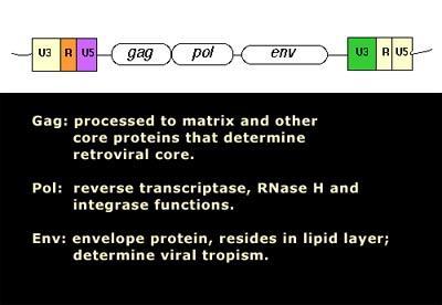 Qualitative PCR HIV Proviral DNA PCR Target is HIV-1 gag gene Limit of detection can be 10