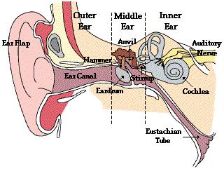How do we hear Sound? The Ear The ear consists of three basic parts: The outer ear The middle ear The inner ear Each part serves a specific purpose in the task of detecting and interpreting sound.