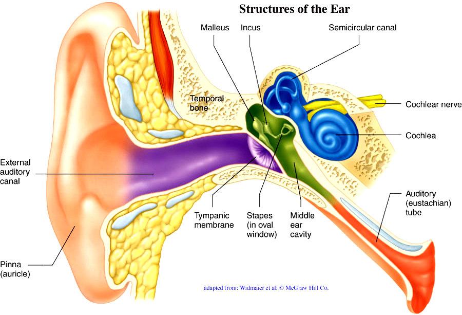 Mechanical conduction components: Outer ear Pinna - direction sensitivity (limited) Ear canal - natural resonance at 1-4 KHz; important for speech fricatives (amplification) Middle ear - overcomes 30