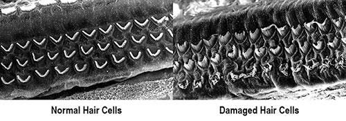 Hair Cells Sensory receptors embedded in basilar membrane Transduce the physical vibration of sound waves into neural impulses.