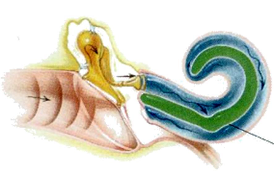 Cochlea: a bony, spiral-shaped, fluid-filled