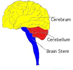 THE BRAIN Your brain has 100 billion interneurons! There are three main regions of the brain that receive and process information. These are the cerebrum, cerebellum and brain stem.