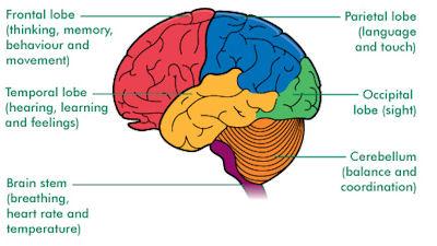 THE CEREBRUM The cerebrum is divided into right and left halves.