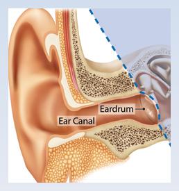 HEARING AND BALANCE Your ears are the sense organs that respond to the stimulus of sound.