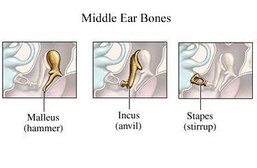 Vibrations pass from the eardrum to the three smallest bones in the body the hammer,
