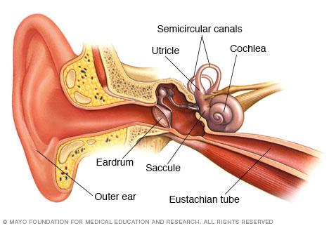 HEARING AND BALANCE The stirrup vibrates against a thin membrane that covers the inner ear which channels the