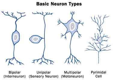 DIFFERENT KINDS OF NEURONS There are three kinds of neurons found in the body 1. Sensory neurons- pick up stimuli from the internal or external environment 2.