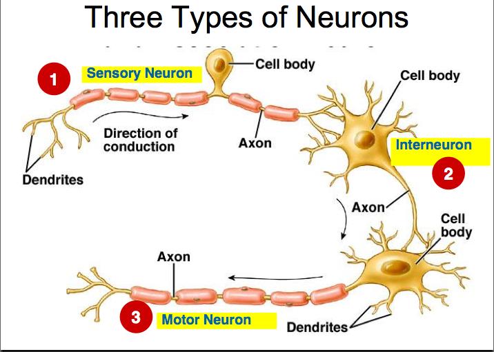 HOW NERVE IMPULSES TRAVEL 1. Receptors pick up stimuli form the environment. The receptors trigger nerve impulses in sensory neurons. 2.