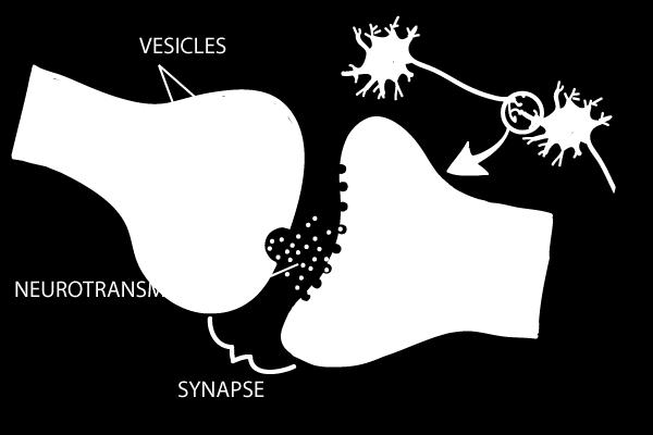 THE SYNAPSE The junction where one neuron can transfer an