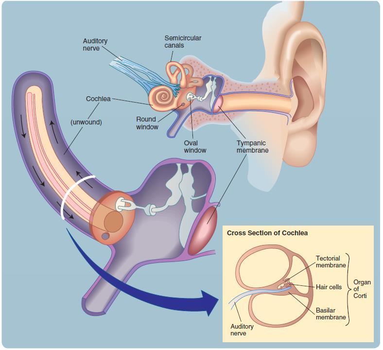 The Ear Sound propagation: wave enters auditory canal strike the eardrum (or tympanic membrane) ossicles (hammer, anvil