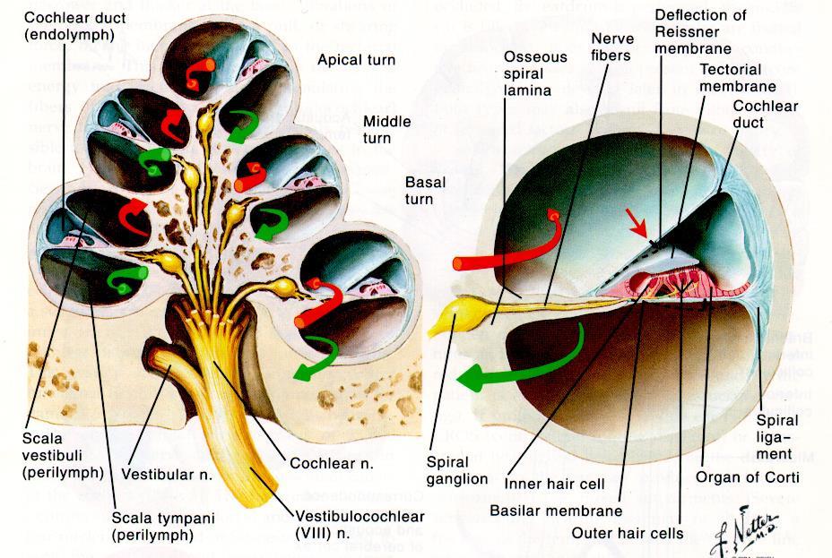 The Cochlea The cochlea is divided into three chambers (scala) by Reissner s membrane and the basilar