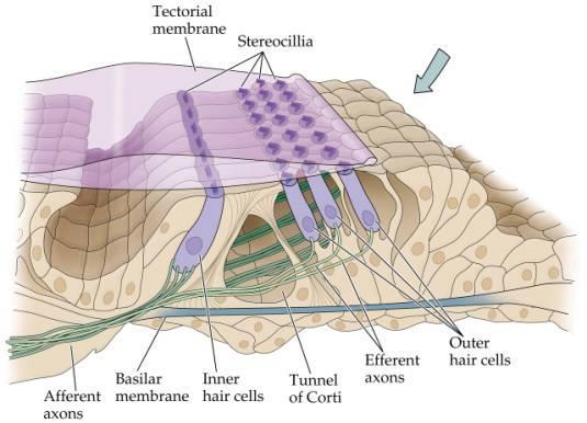 Hair Cells: Mechanotransduction There are two types of hair cells in the Organ of Corti: inner hair cells, ~3,500