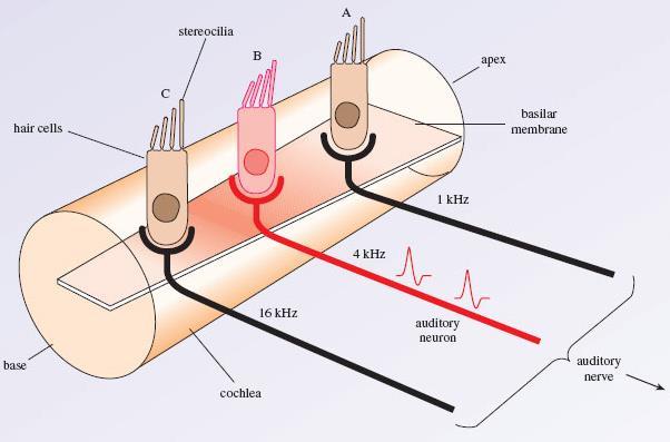membrane. Up-down motion of basilar membrane converted to side-toside motion of stereocilia.