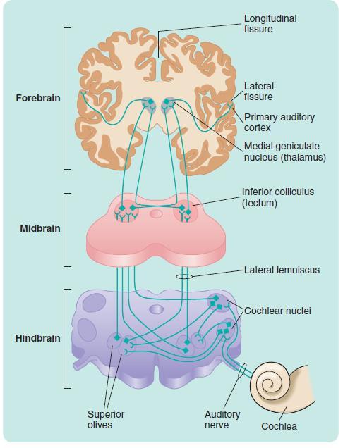 From Ear to Primary Auditory Cortex The axons of each auditory nerve synapse in the cochlear nuclei on the same side (ipsilateral) From there, projections lead to the superior olives