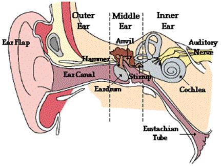 Frequency and the human ear Human speech: 1,000-4,000 Hz Outside this
