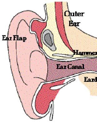 Older ears lose hearing in the upper freq.